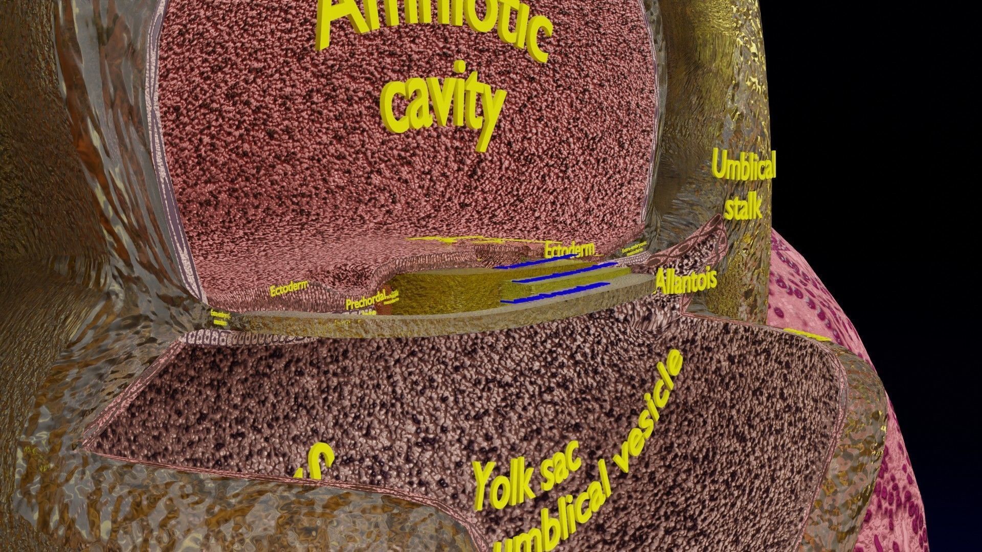 Human embryo 15-28 days 3-4 weeks gastrulation 3D model_31