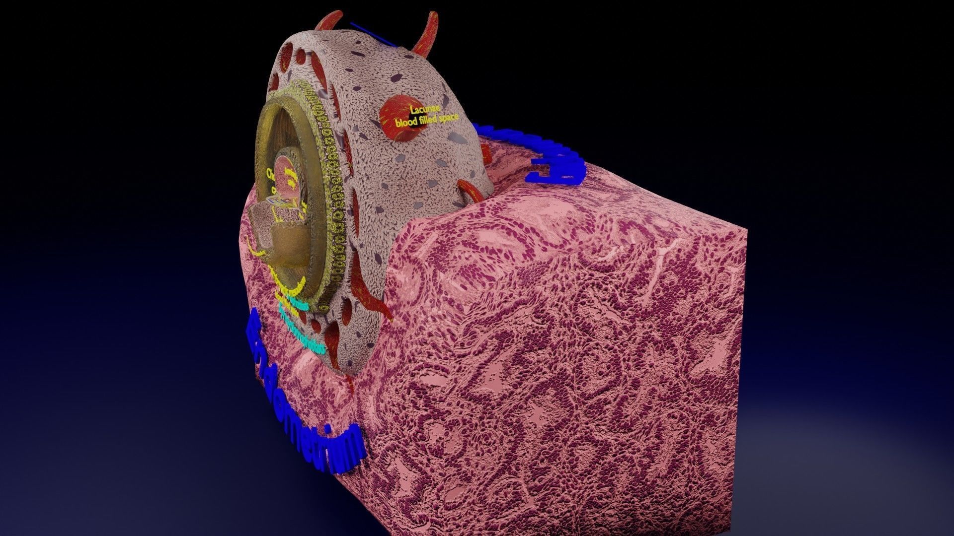 Human embryo 15-28 days 3-4 weeks gastrulation 3D model_3
