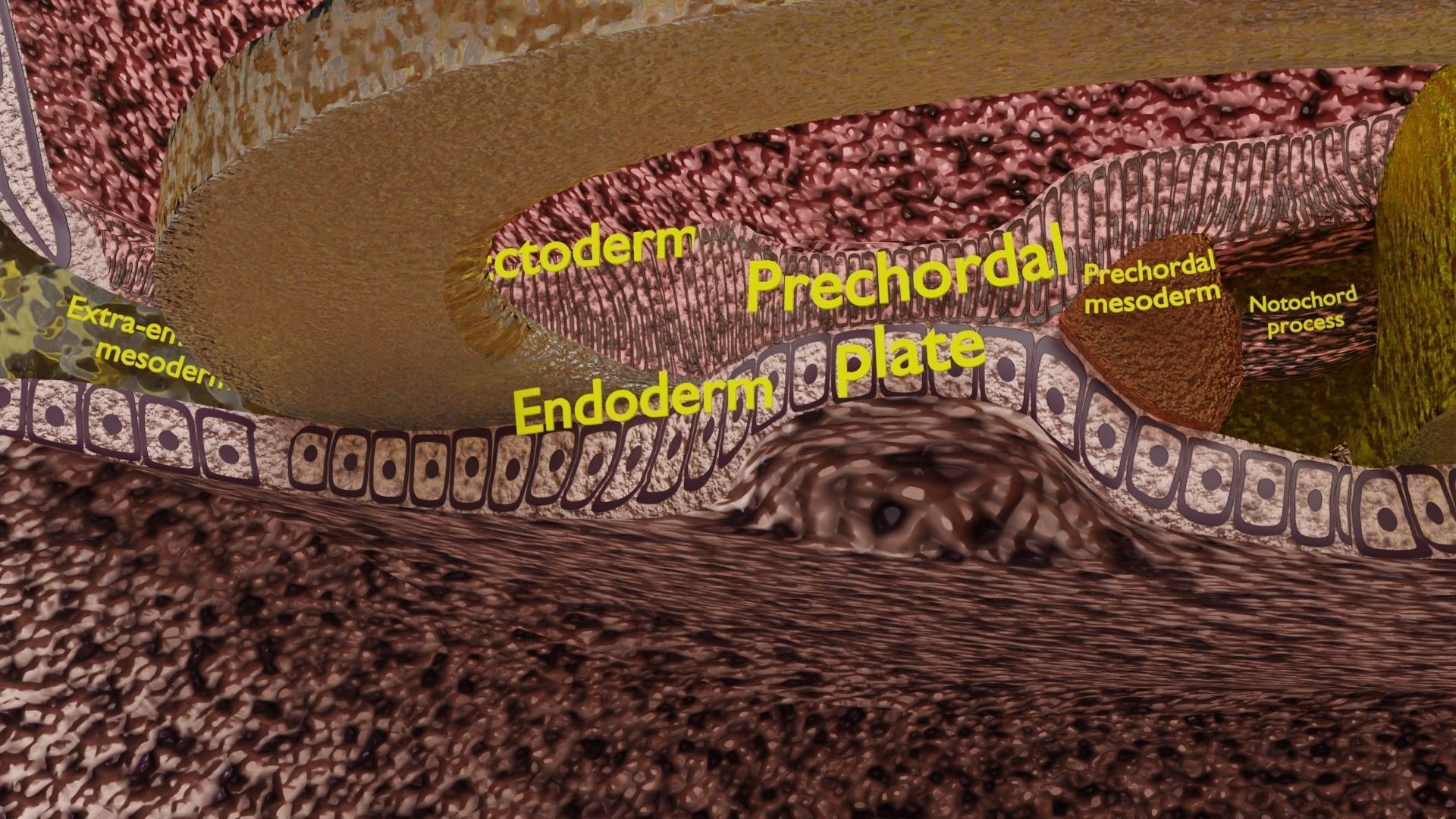 Human embryo 15-28 days 3-4 weeks gastrulation 3D model_40