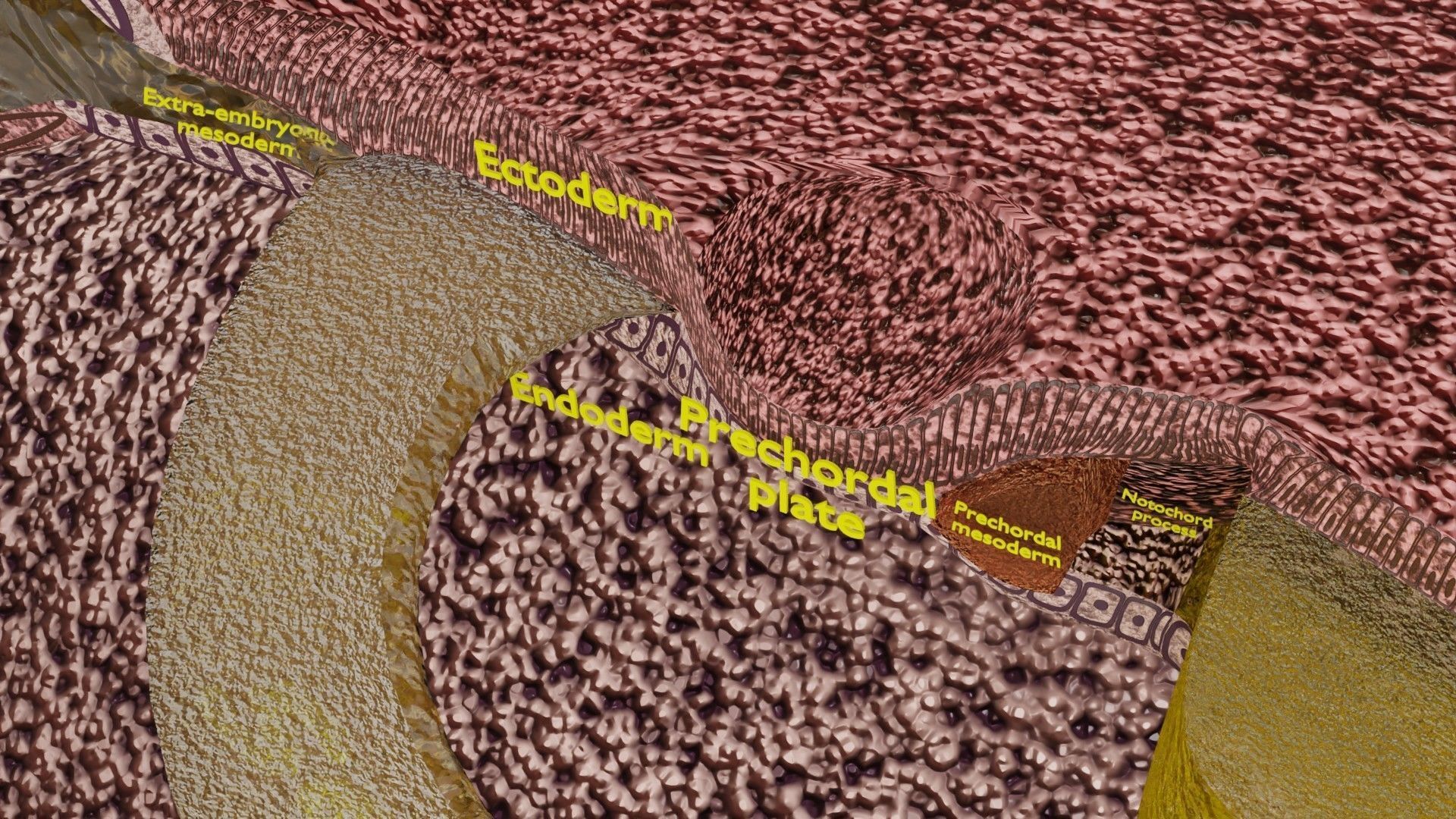 Human embryo 15-28 days 3-4 weeks gastrulation 3D model_41
