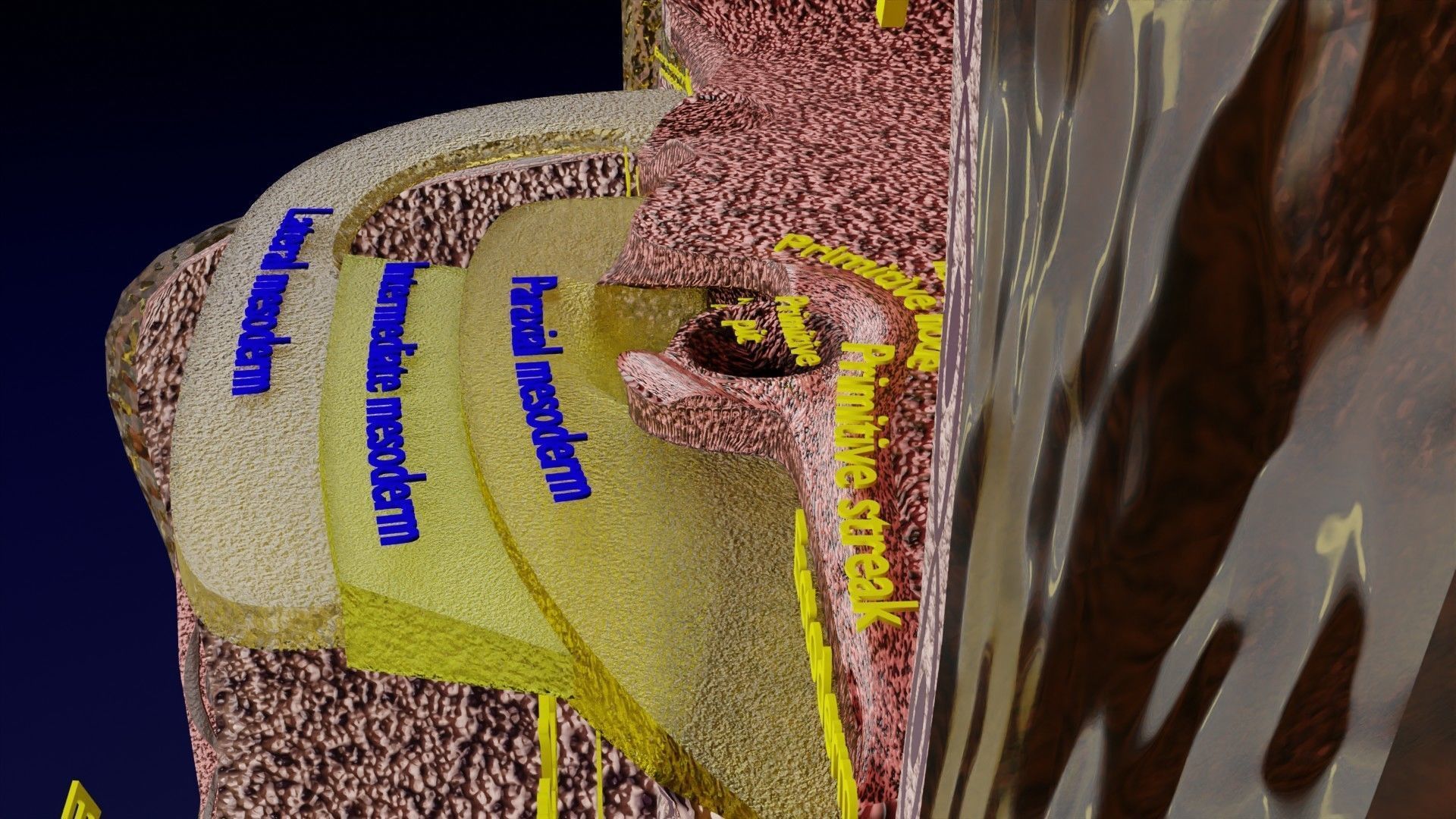 Human embryo 15-28 days 3-4 weeks gastrulation 3D model_25