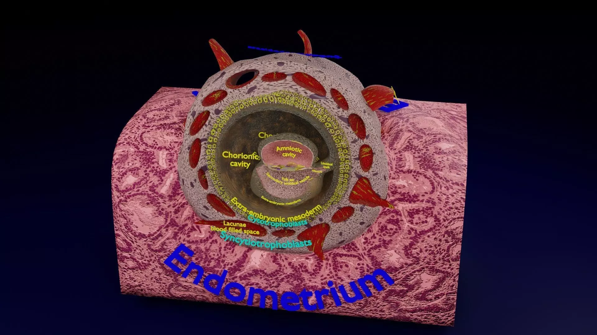 Human embryo 15-28 days 3-4 weeks gastrulation 3D model_0