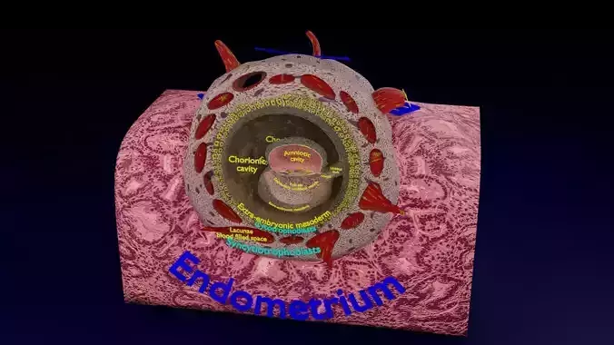 Human embryo 15-28 days 3-4 weeks gastrulation 3D model