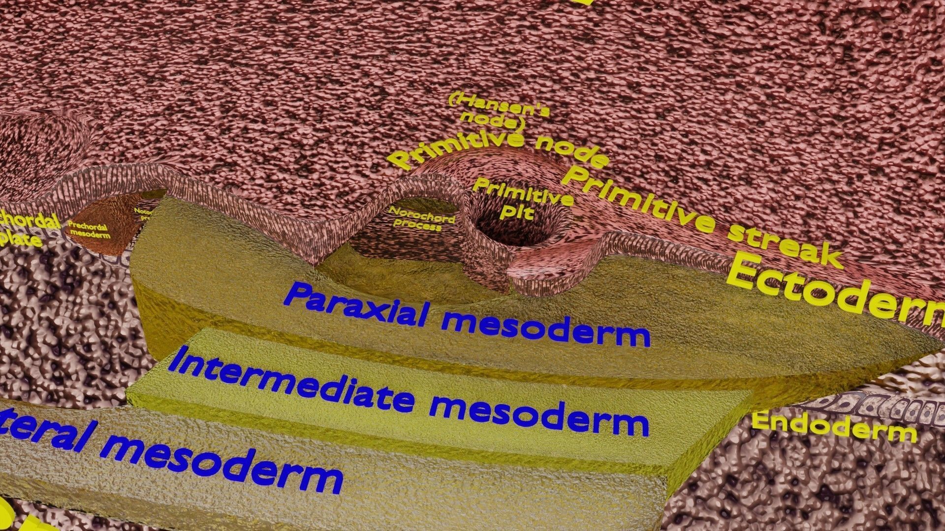 Human embryo 15-28 days 3-4 weeks gastrulation 3D model_22