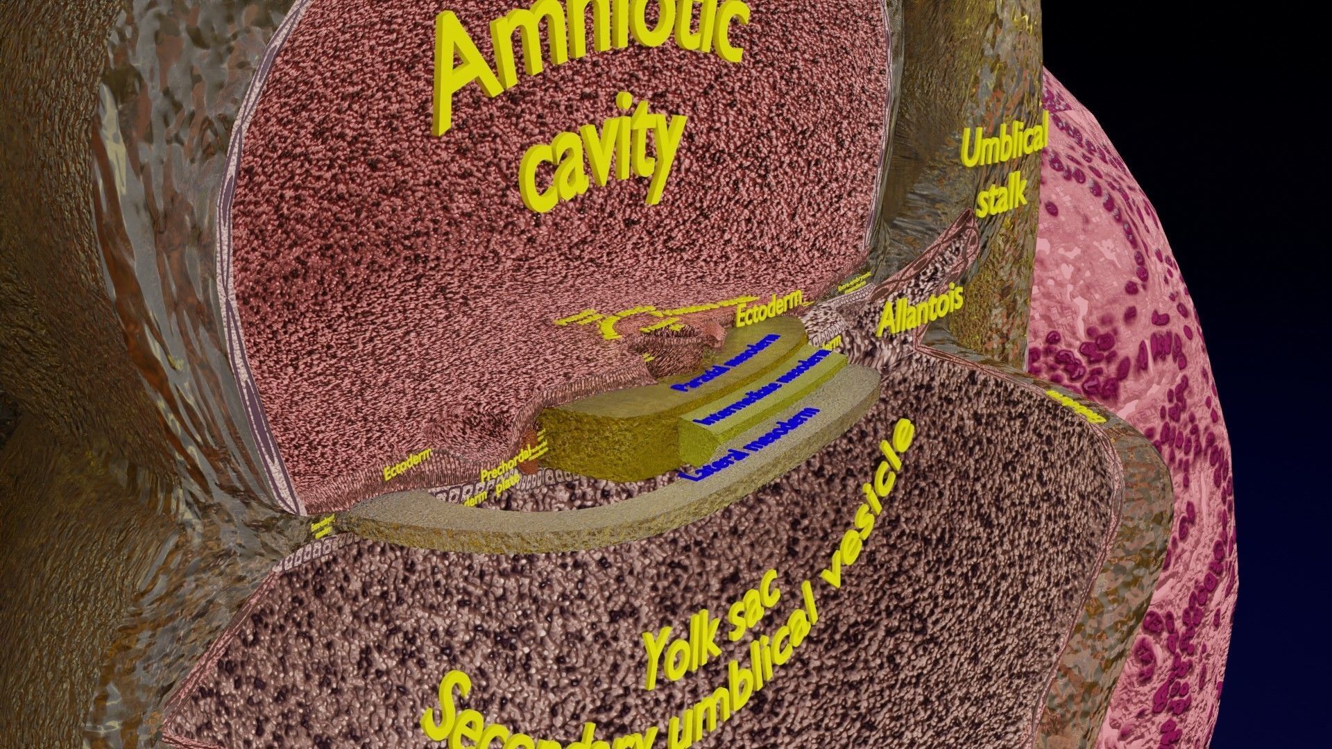 Human embryo 15-28 days 3-4 weeks gastrulation 3D model_32