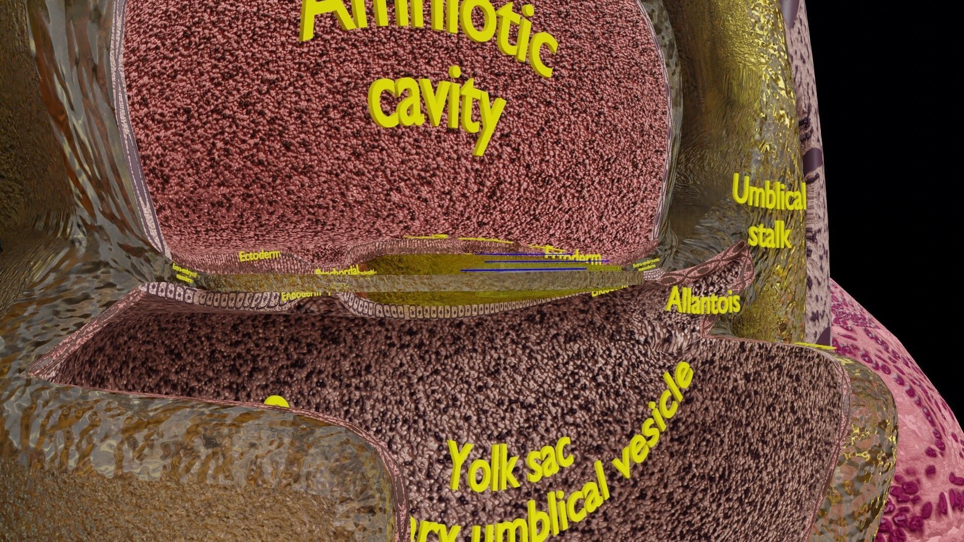 Human embryo 15-28 days 3-4 weeks gastrulation 3D model_30
