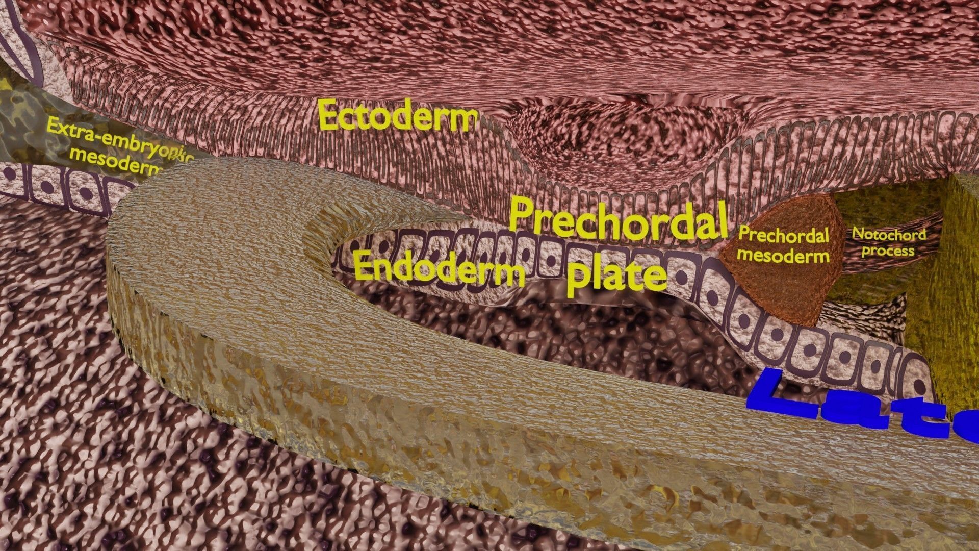 Human embryo 15-28 days 3-4 weeks gastrulation 3D model_38