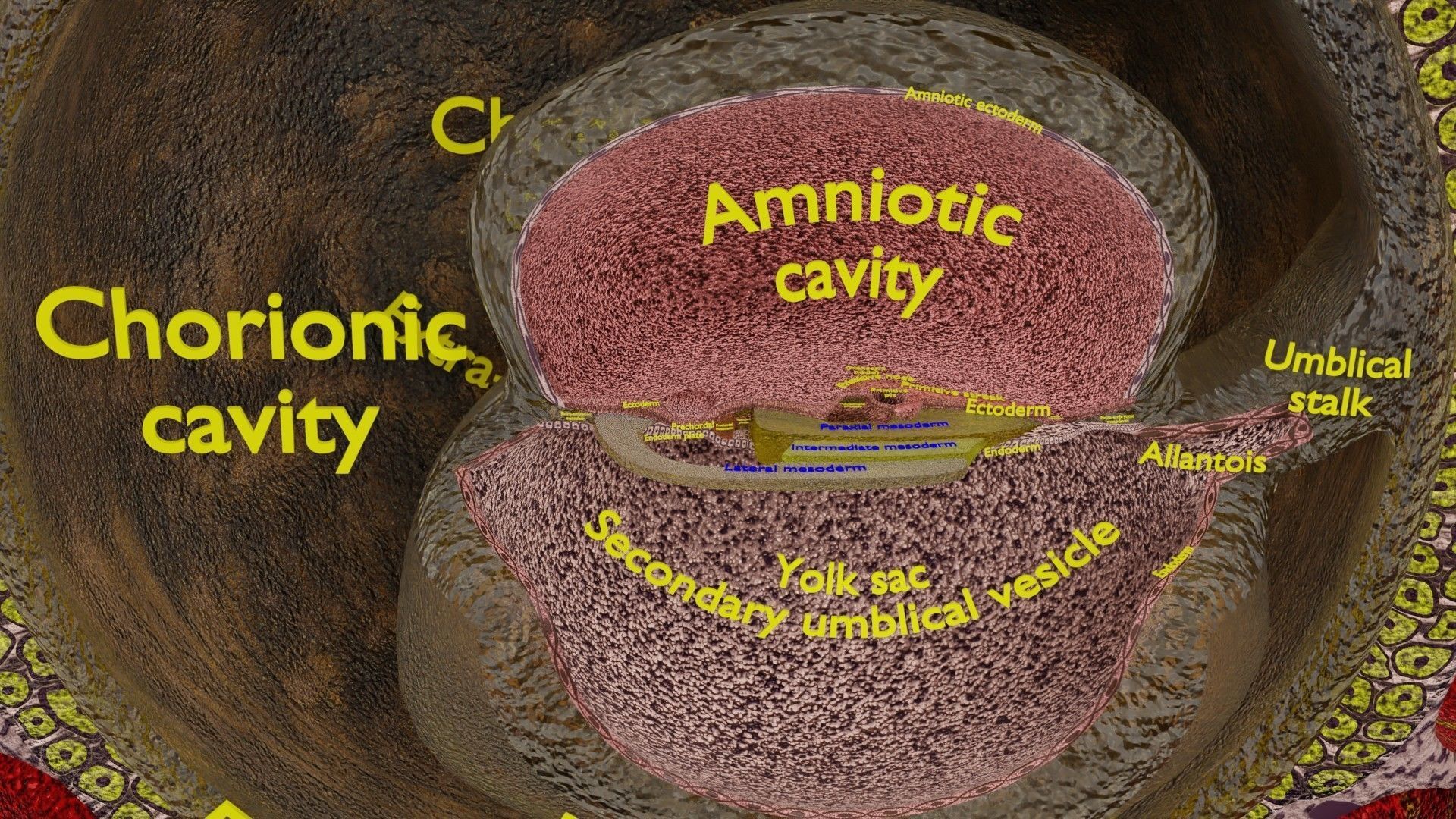 Human embryo 15-28 days 3-4 weeks gastrulation 3D model_16