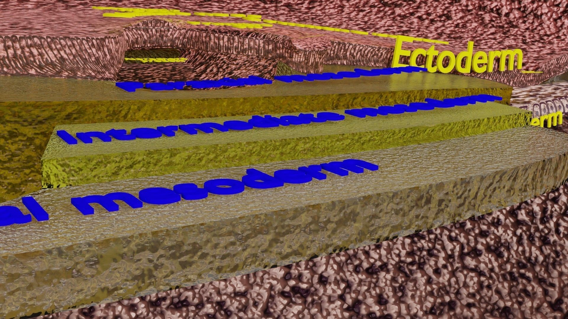 Human embryo 15-28 days 3-4 weeks gastrulation 3D model_39