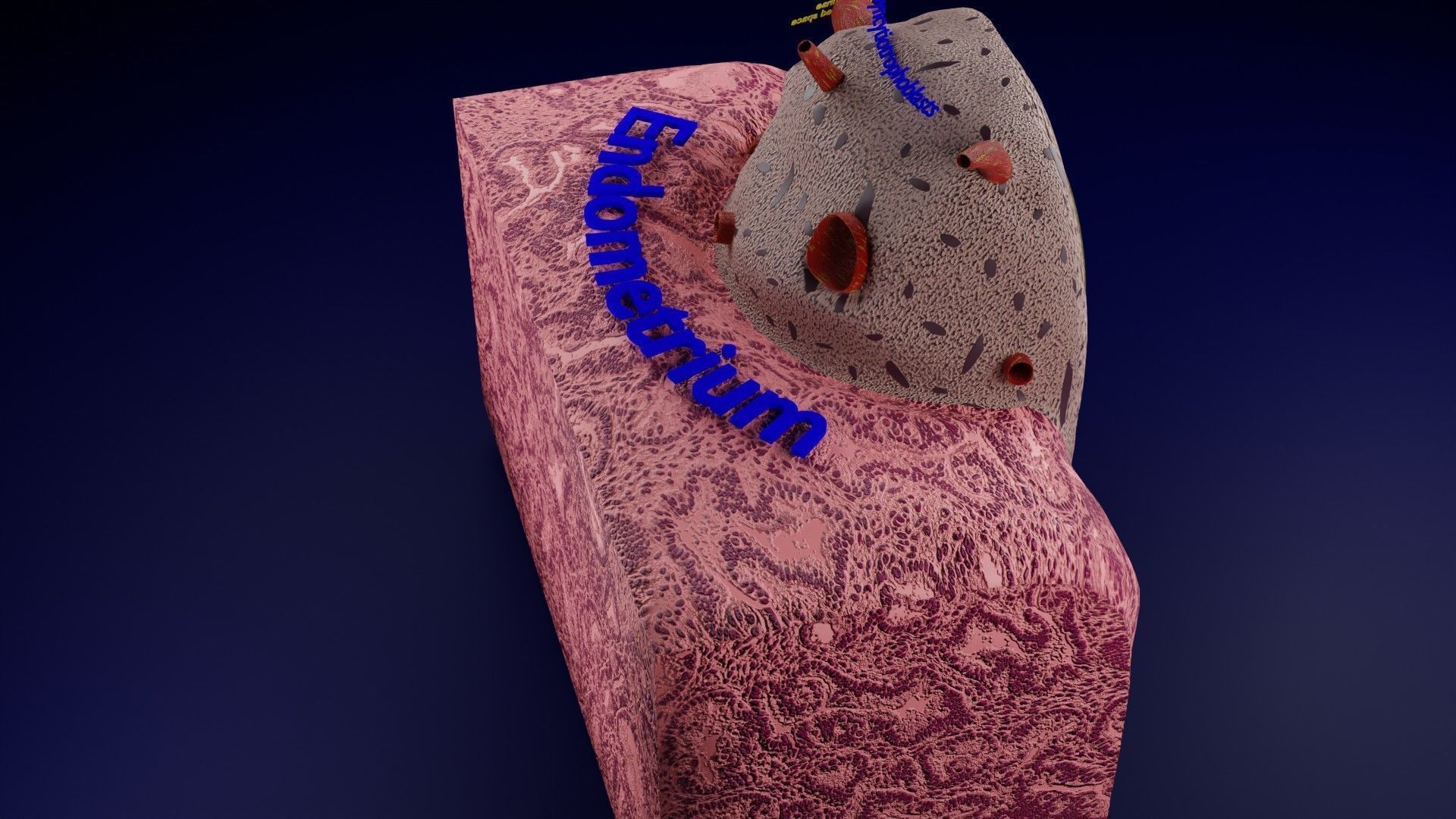 Human embryo 15-28 days 3-4 weeks gastrulation 3D model_8
