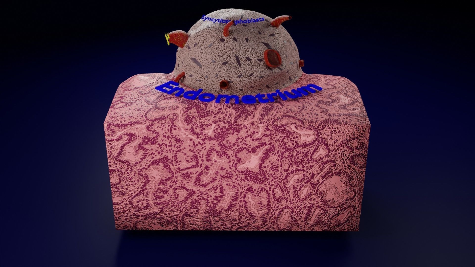 Human embryo 15-28 days 3-4 weeks gastrulation 3D model_6