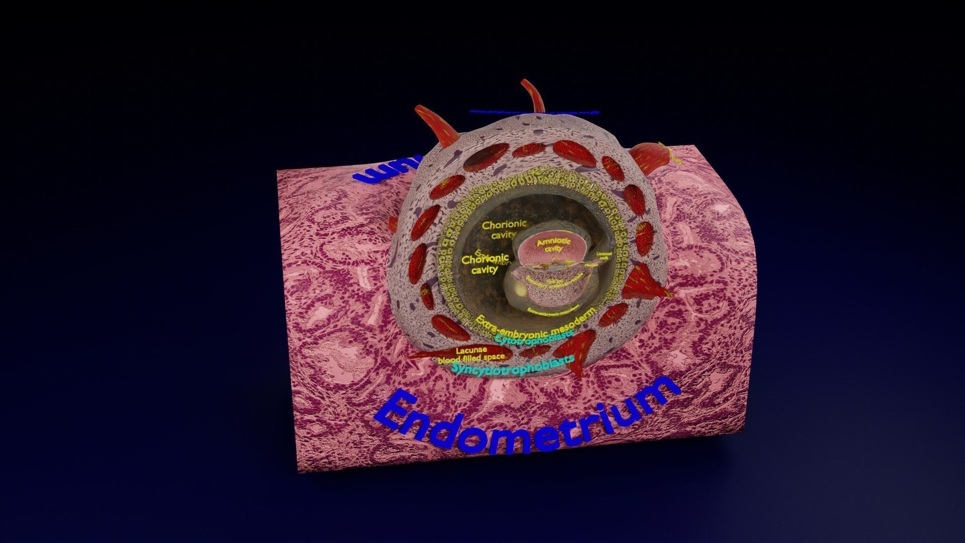 Human embryo 15-28 days 3-4 weeks gastrulation 3D model_142