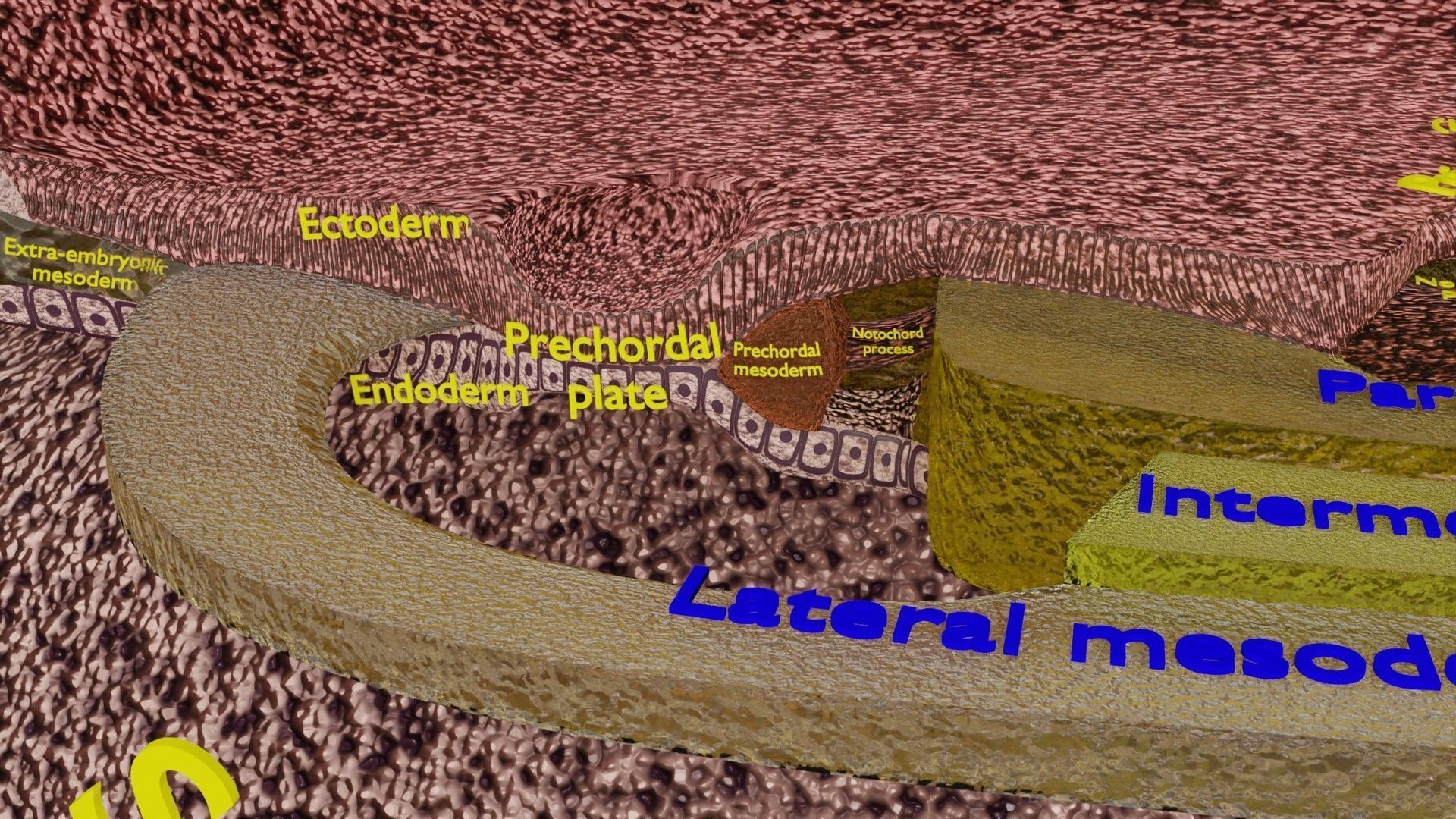 Human embryo 15-28 days 3-4 weeks gastrulation 3D model_35