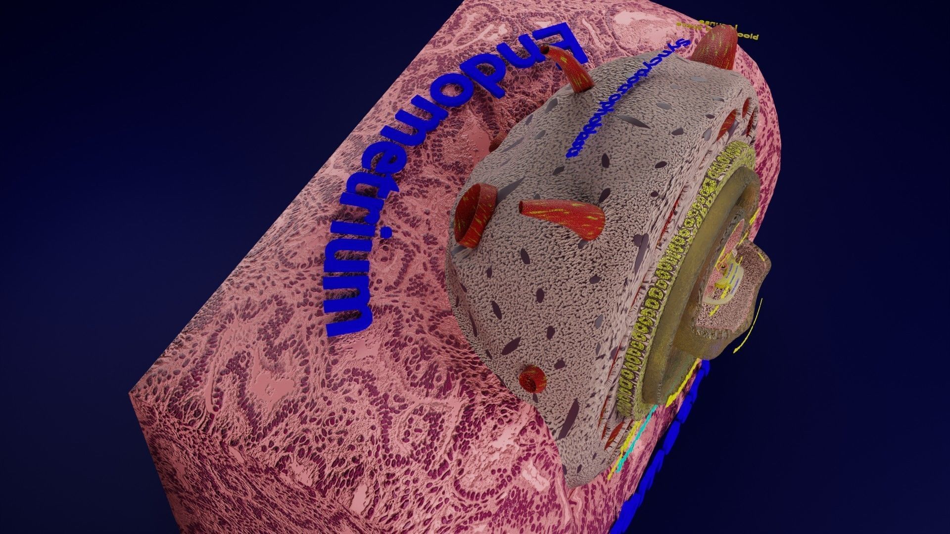 Human embryo 15-28 days 3-4 weeks gastrulation 3D model_9