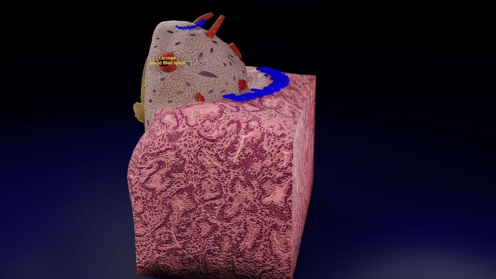 Human embryo 15-28 days 3-4 weeks gastrulation 3D model_4
