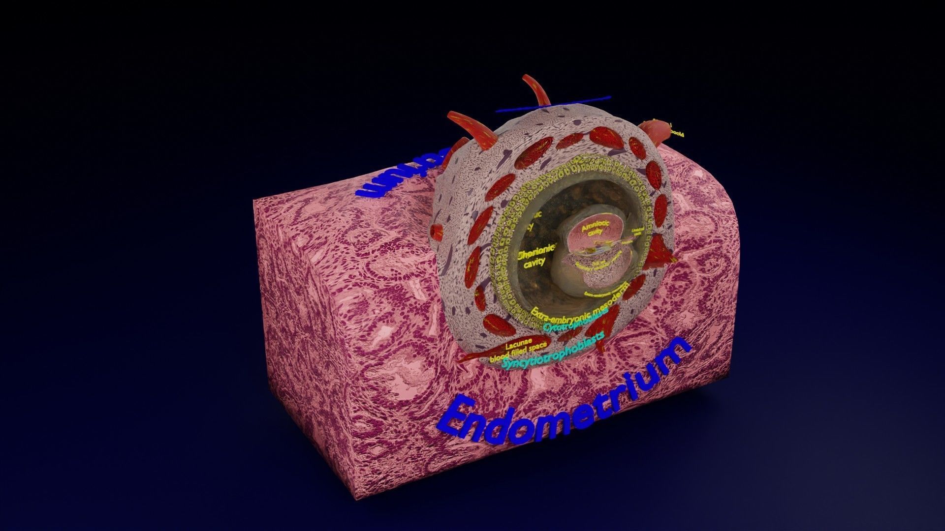 Human embryo 15-28 days 3-4 weeks gastrulation 3D model_149