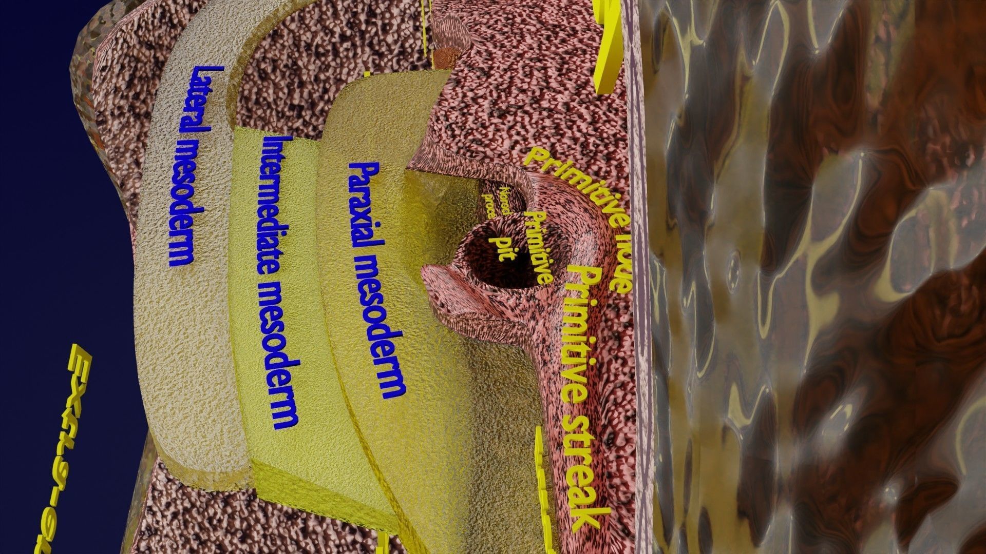 Human embryo 15-28 days 3-4 weeks gastrulation 3D model_24