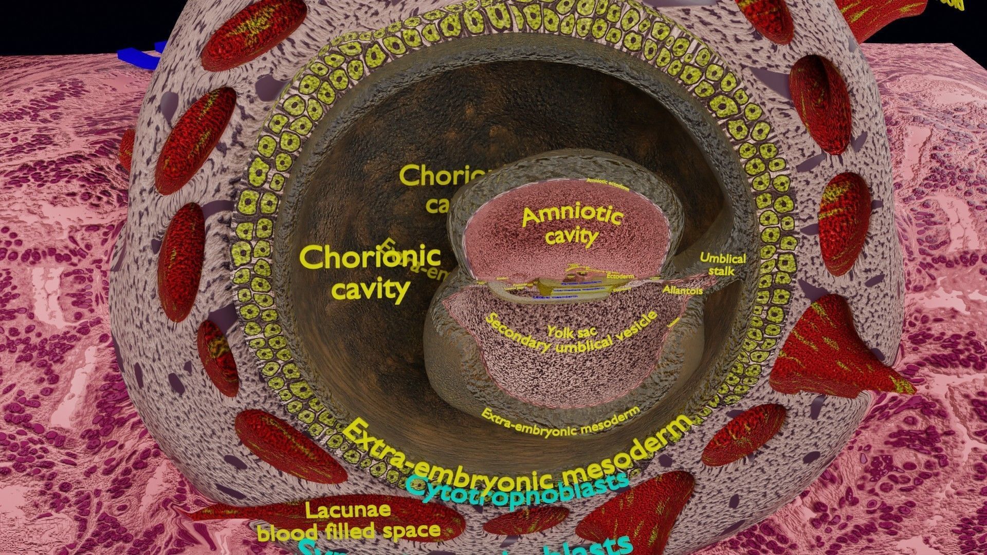 Human embryo 15-28 days 3-4 weeks gastrulation 3D model_13