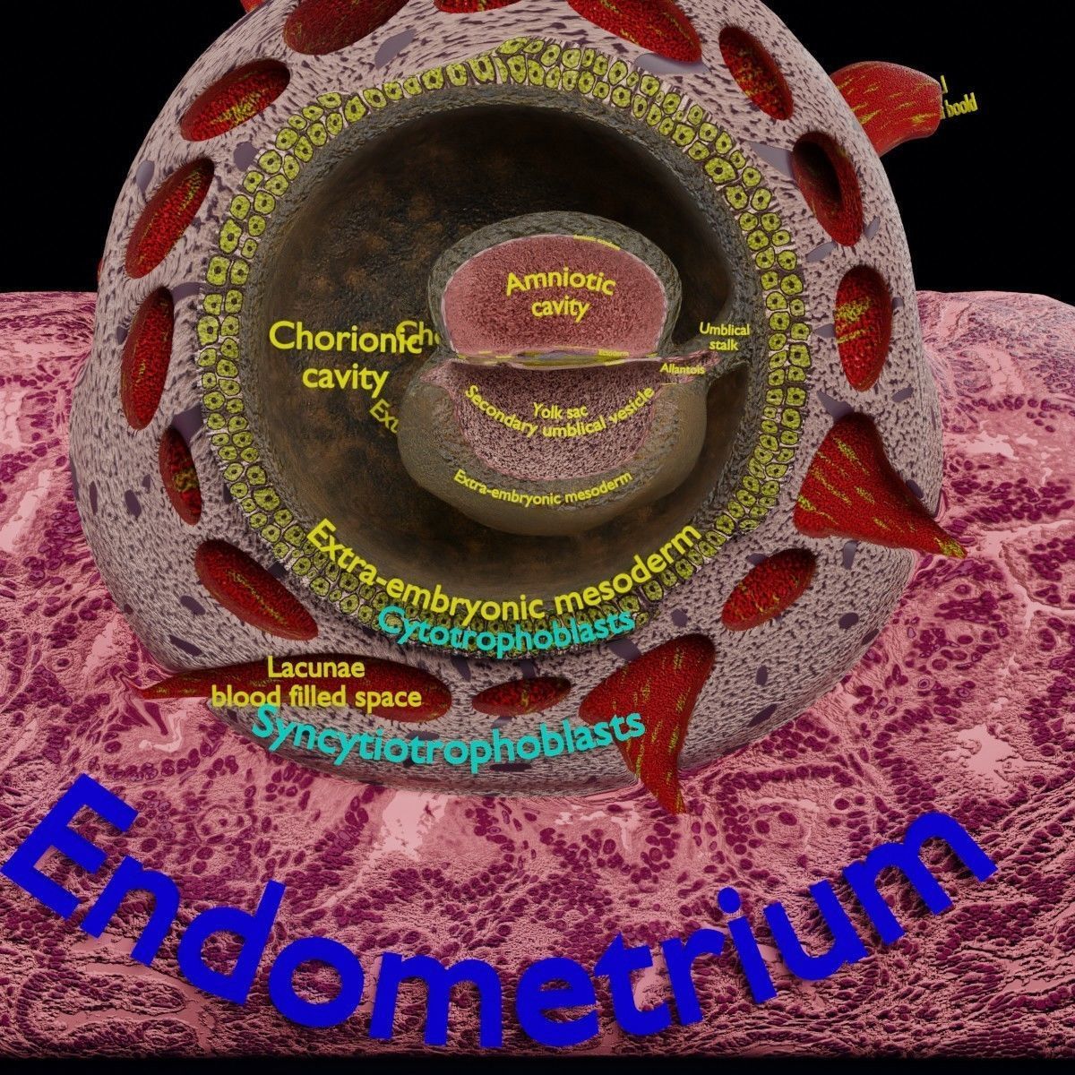 Human embryo 15-28 days 3-4 weeks gastrulation 3D model_49