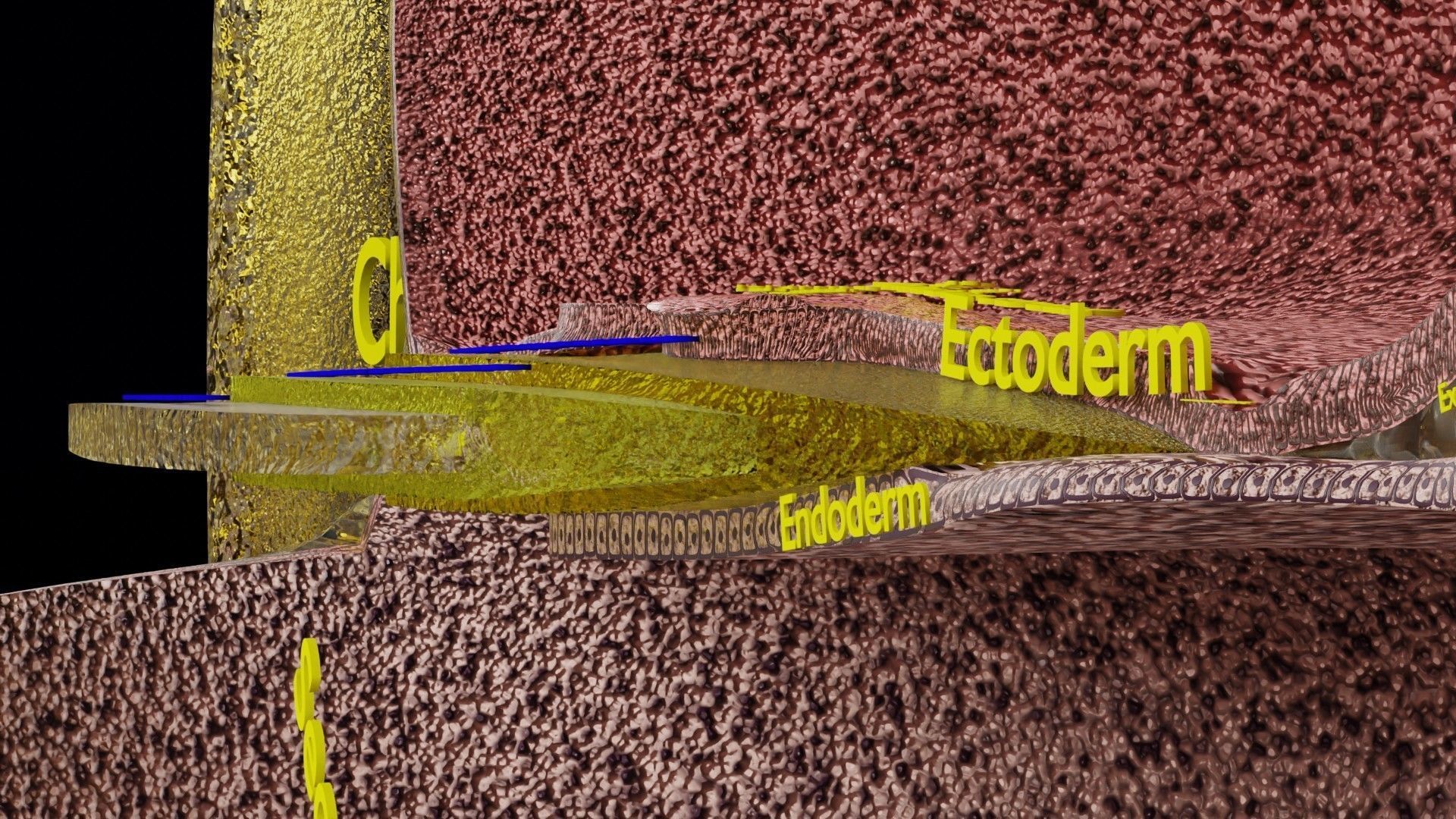 Human embryo 15-28 days 3-4 weeks gastrulation 3D model_29