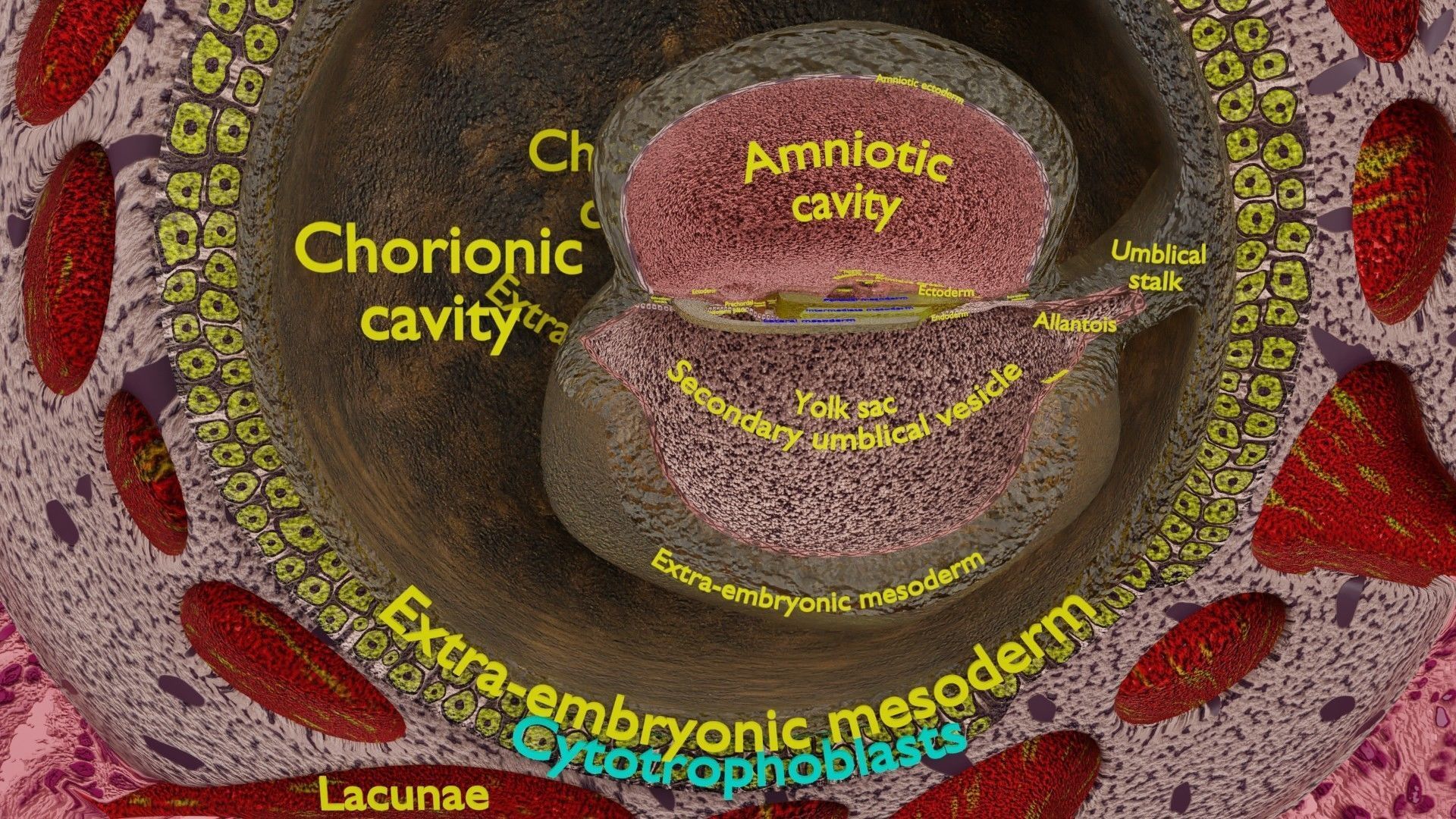 Human embryo 15-28 days 3-4 weeks gastrulation 3D model_15