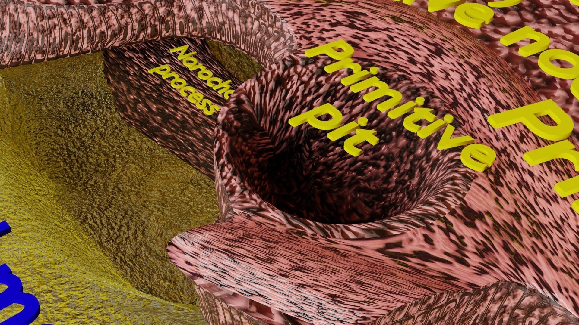 Human embryo 15-28 days 3-4 weeks gastrulation 3D model_46