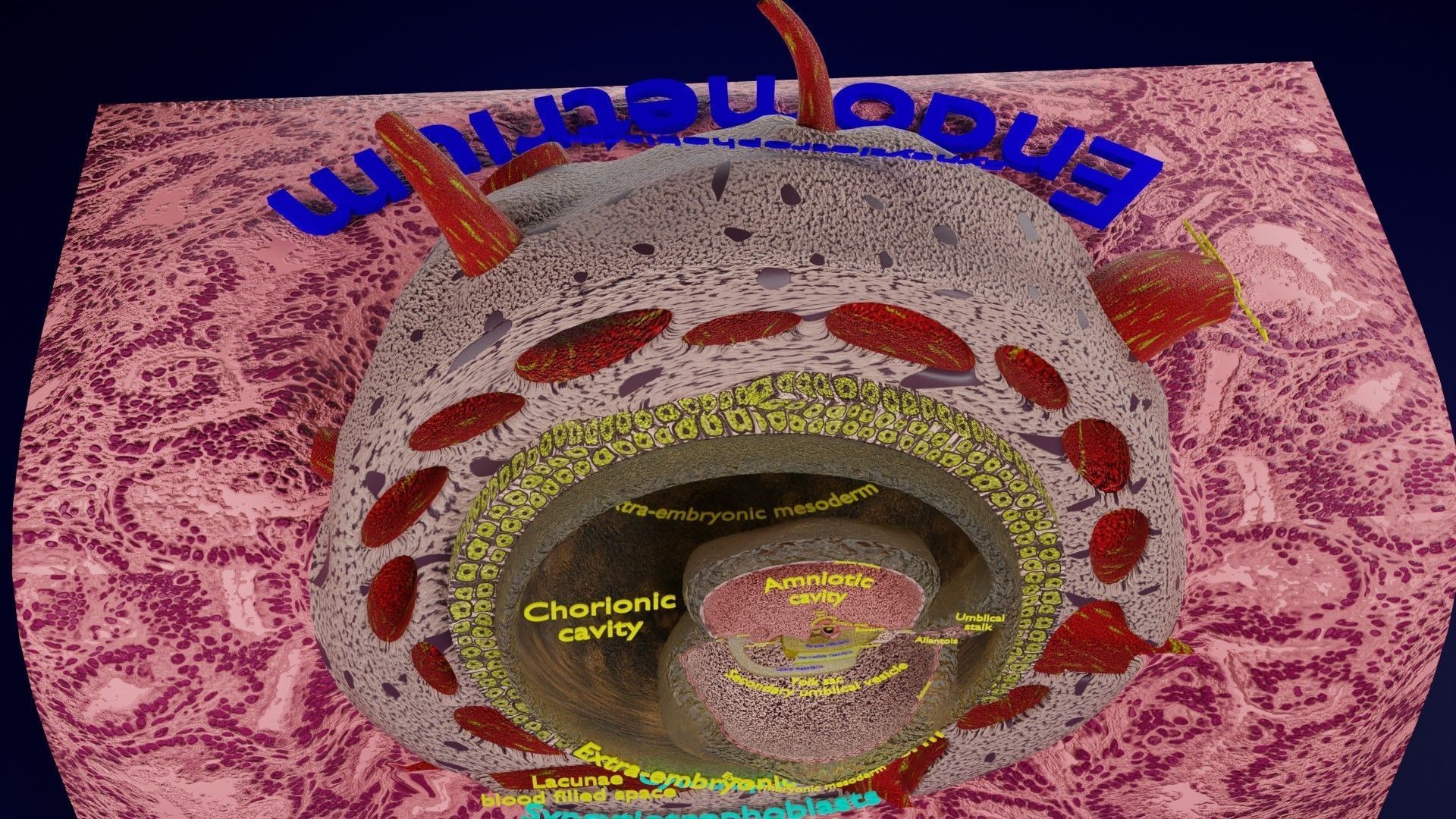 Human embryo 15-28 days 3-4 weeks gastrulation 3D model_11
