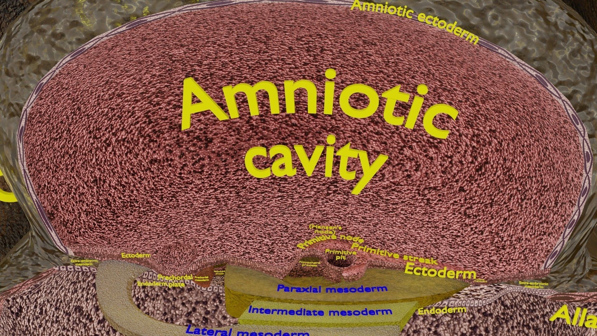 Human embryo 15-28 days 3-4 weeks gastrulation 3D model_19