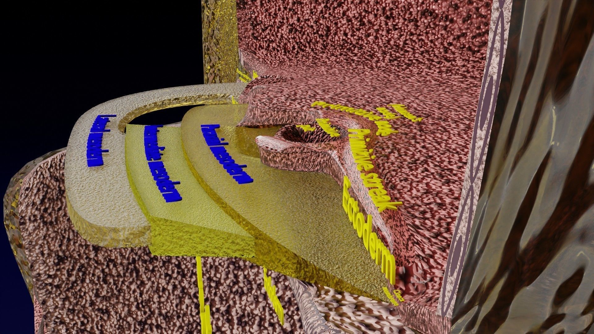 Human embryo 15-28 days 3-4 weeks gastrulation 3D model_26