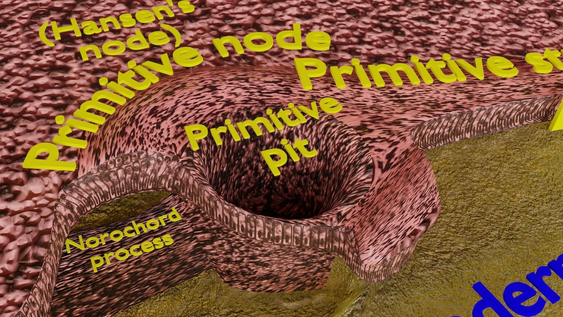 Human embryo 15-28 days 3-4 weeks gastrulation 3D model_43