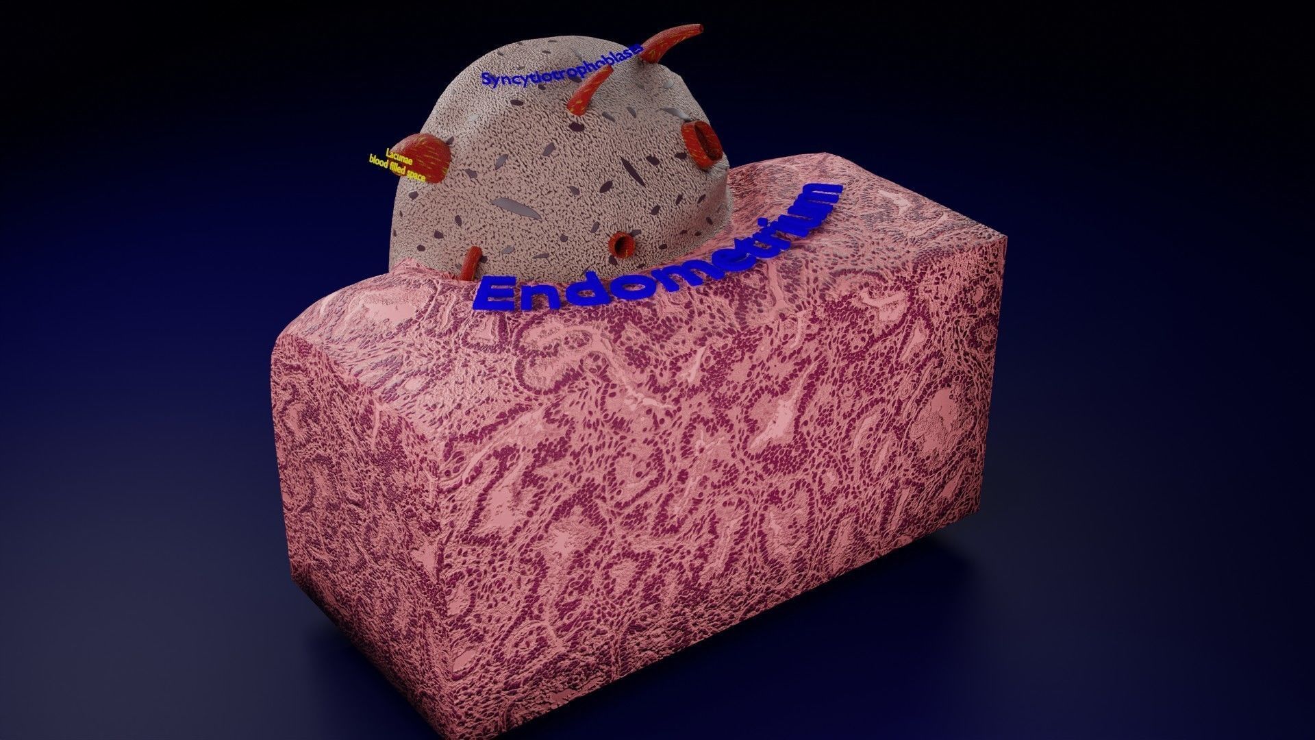 Human embryo 15-28 days 3-4 weeks gastrulation 3D model_5