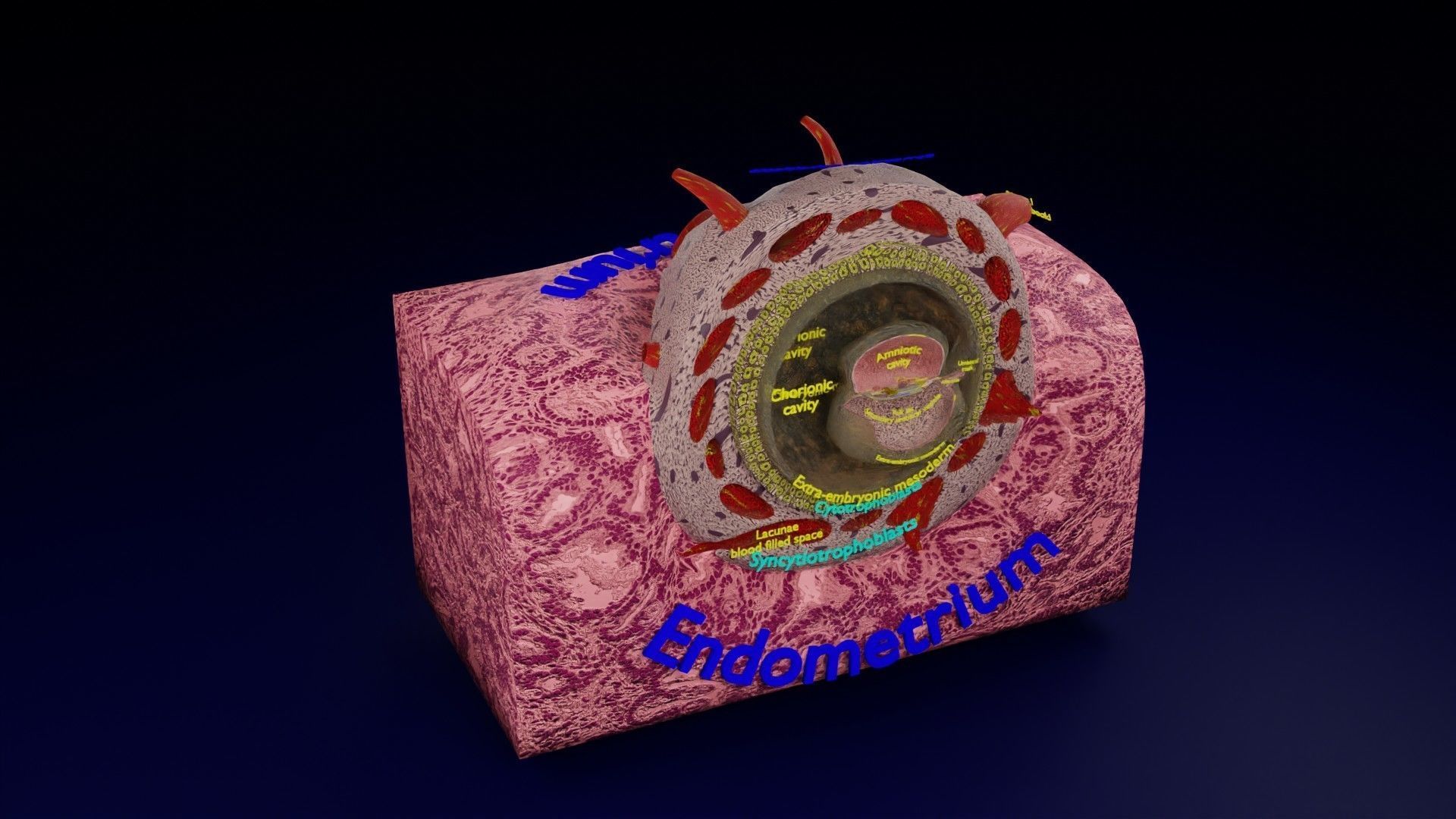 Human embryo 15-28 days 3-4 weeks gastrulation 3D model_146