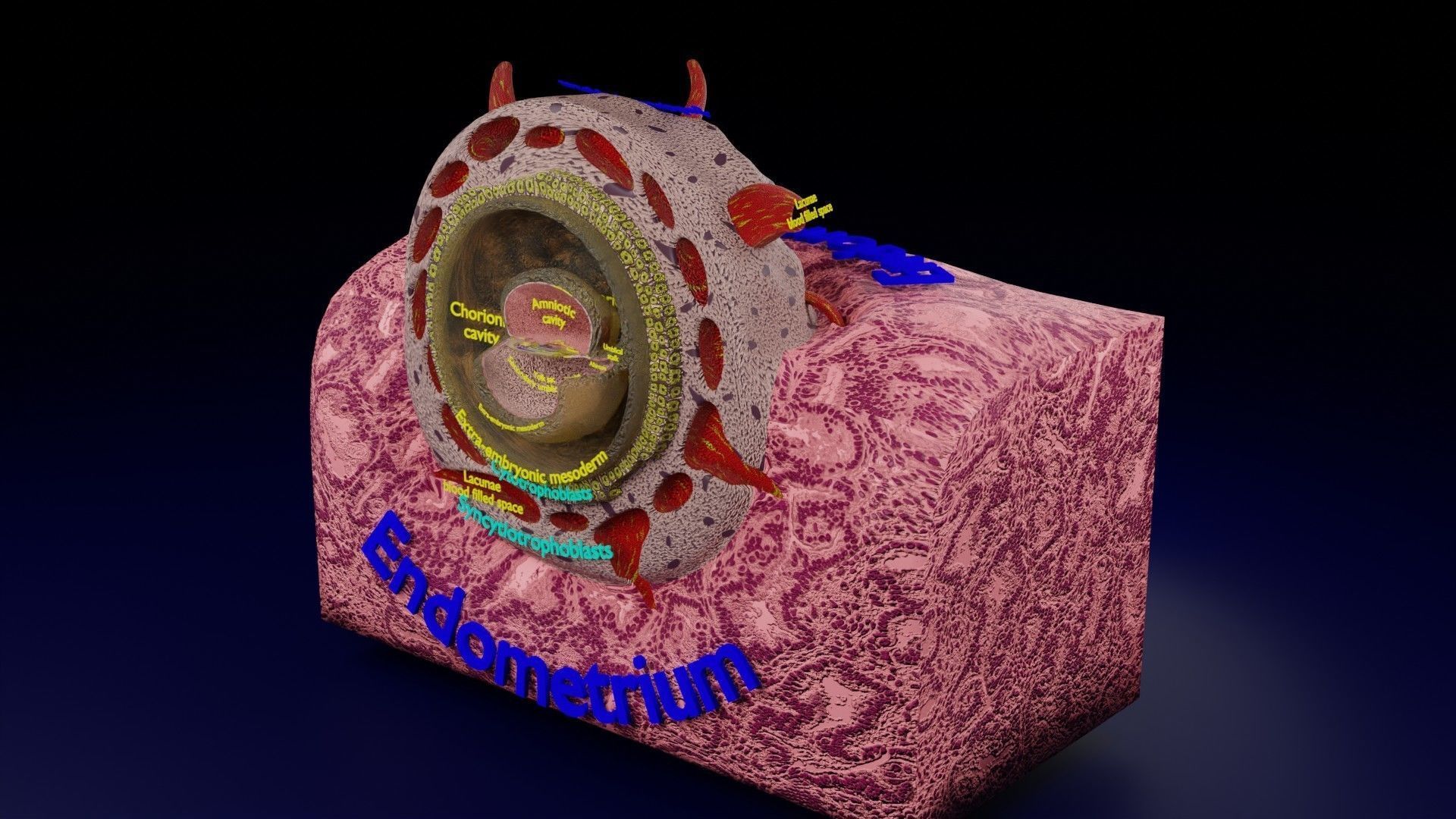 Human embryo 15-28 days 3-4 weeks gastrulation 3D model_2