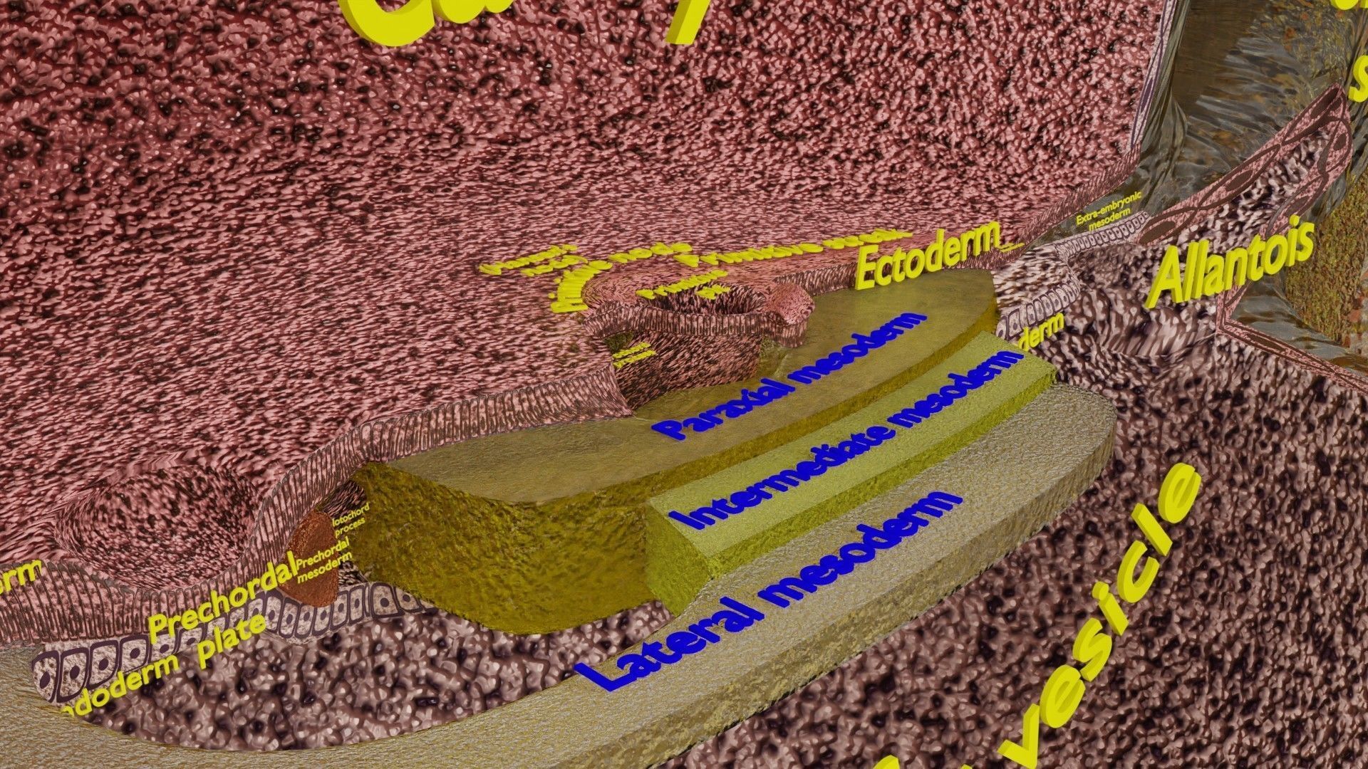 Human embryo 15-28 days 3-4 weeks gastrulation 3D model_34