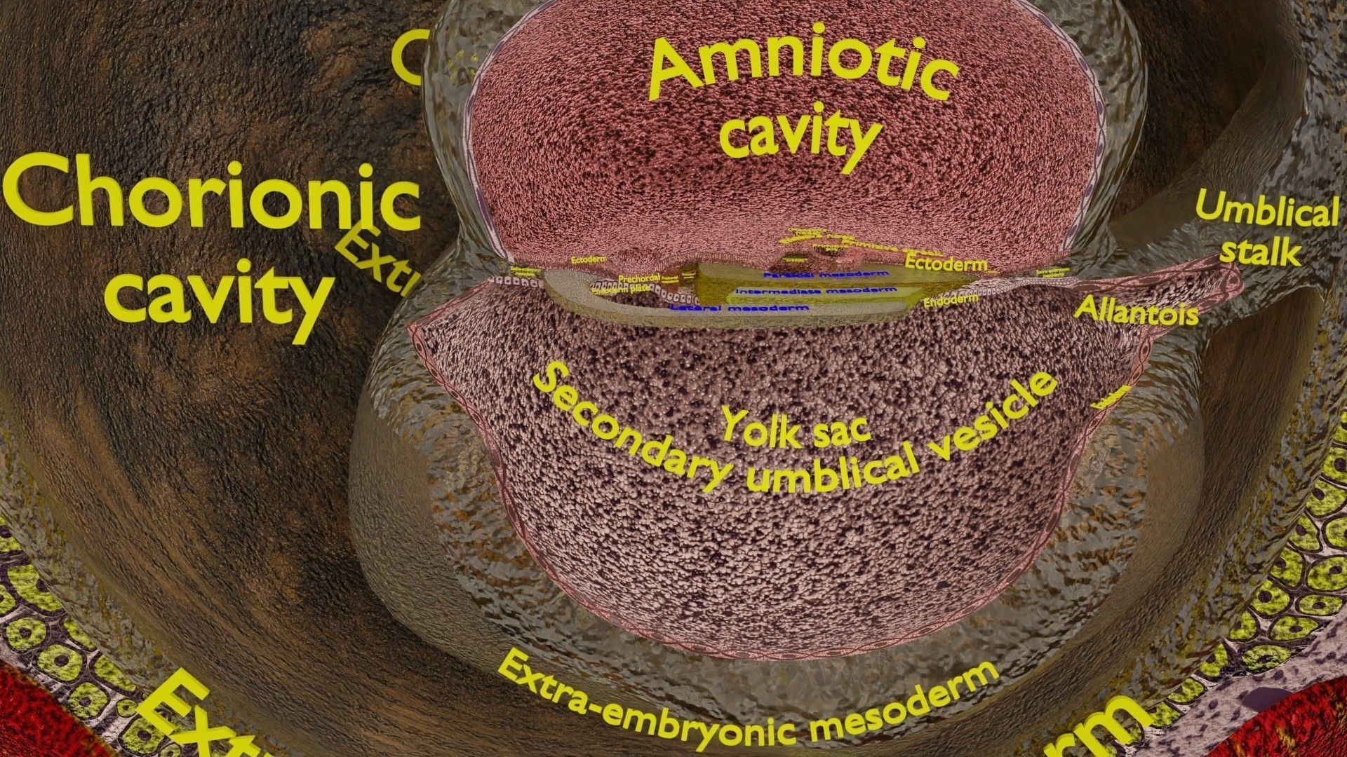 Human embryo 15-28 days 3-4 weeks gastrulation 3D model_18