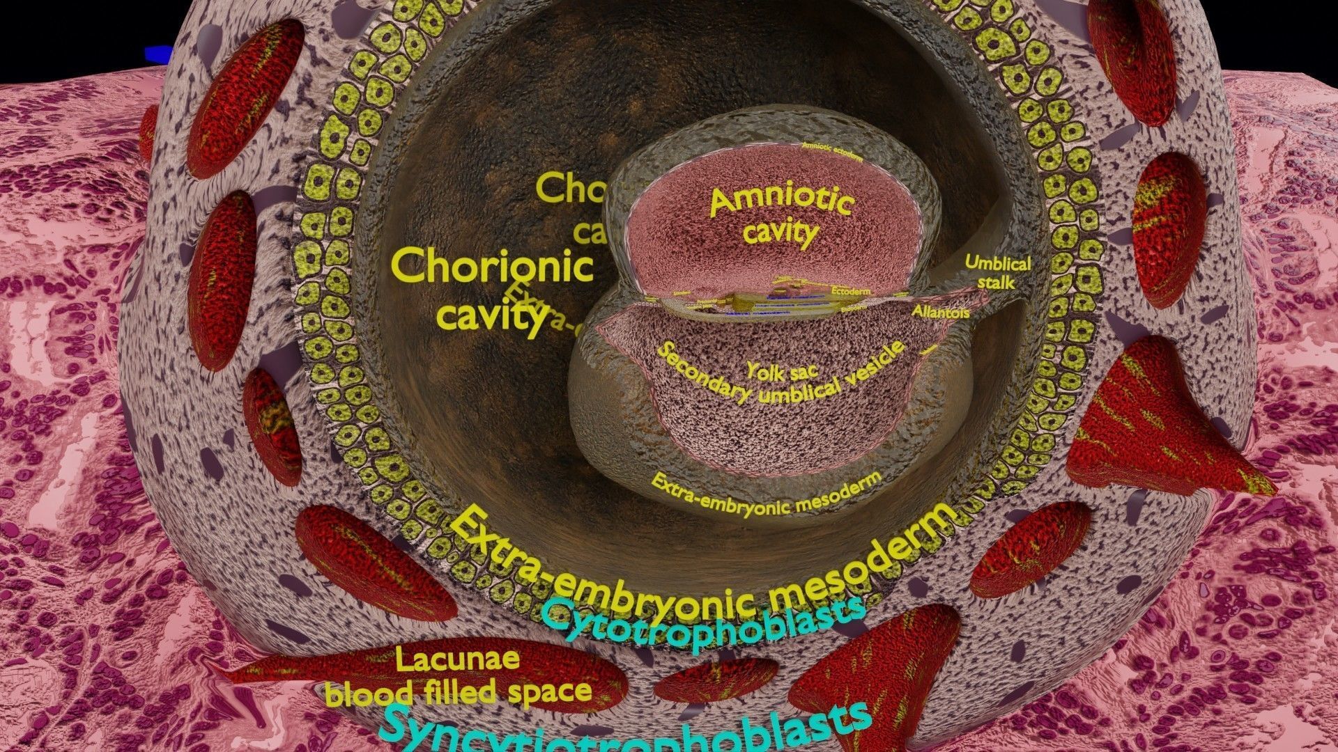 Human embryo 15-28 days 3-4 weeks gastrulation 3D model_14