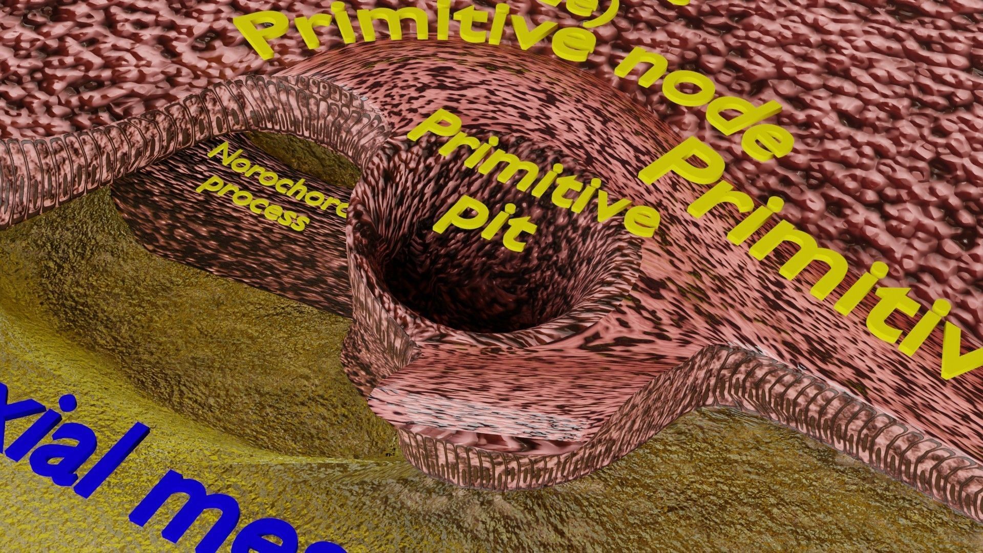 Human embryo 15-28 days 3-4 weeks gastrulation 3D model_44