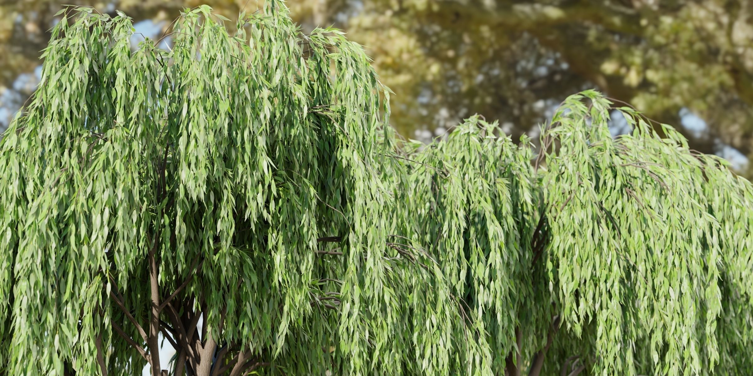 Weeping willow trees collection vol 115-Blender 3D model_5