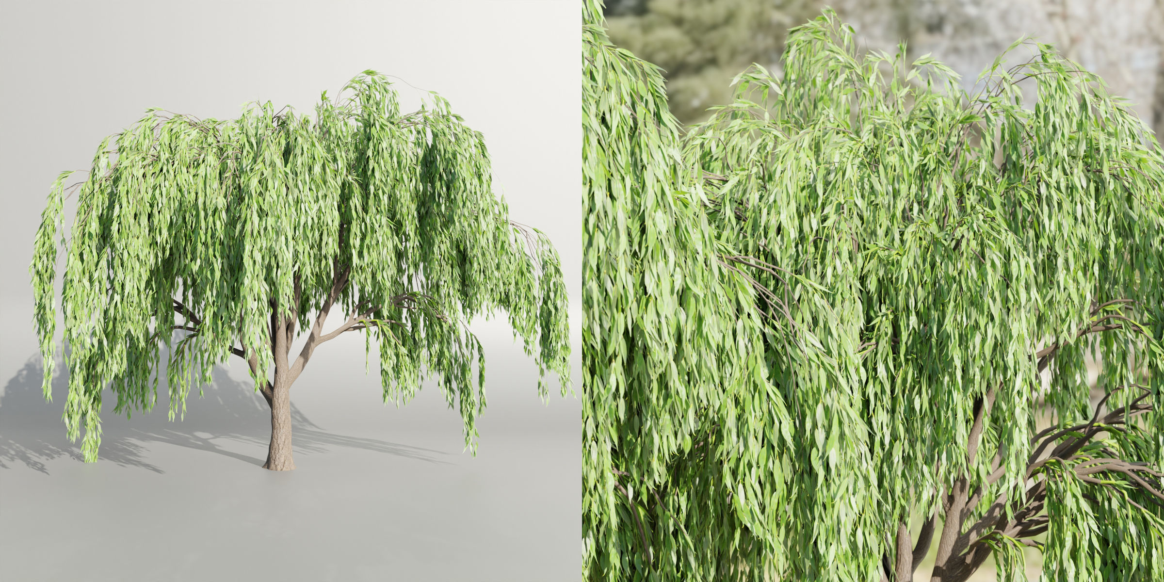 Weeping willow trees collection vol 115-Blender 3D model_2