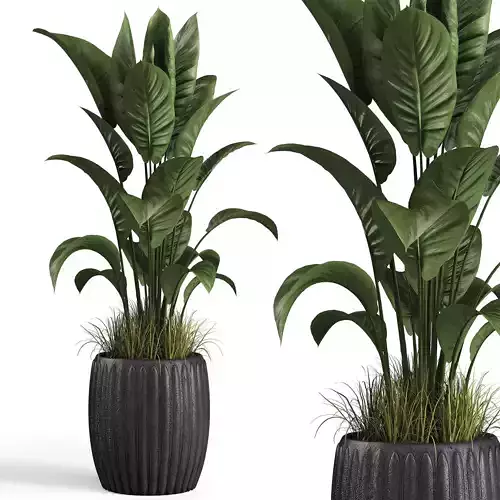 Indoor plant set 04