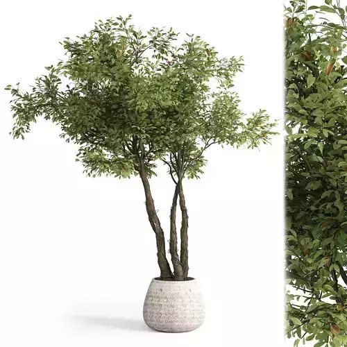 Indoor plant set 03 3D model