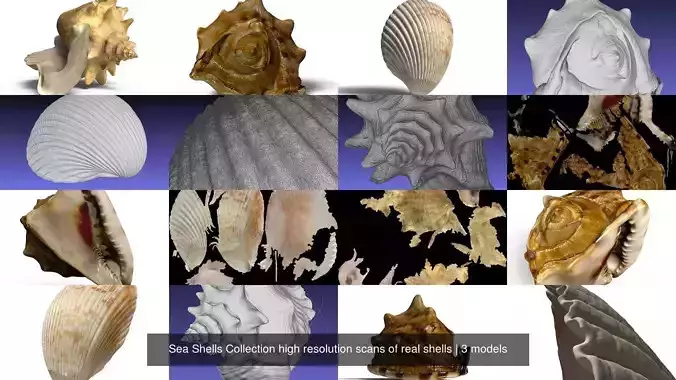 Sea Shells 3 Pack high resolution scans of real shells 3D Model Collection