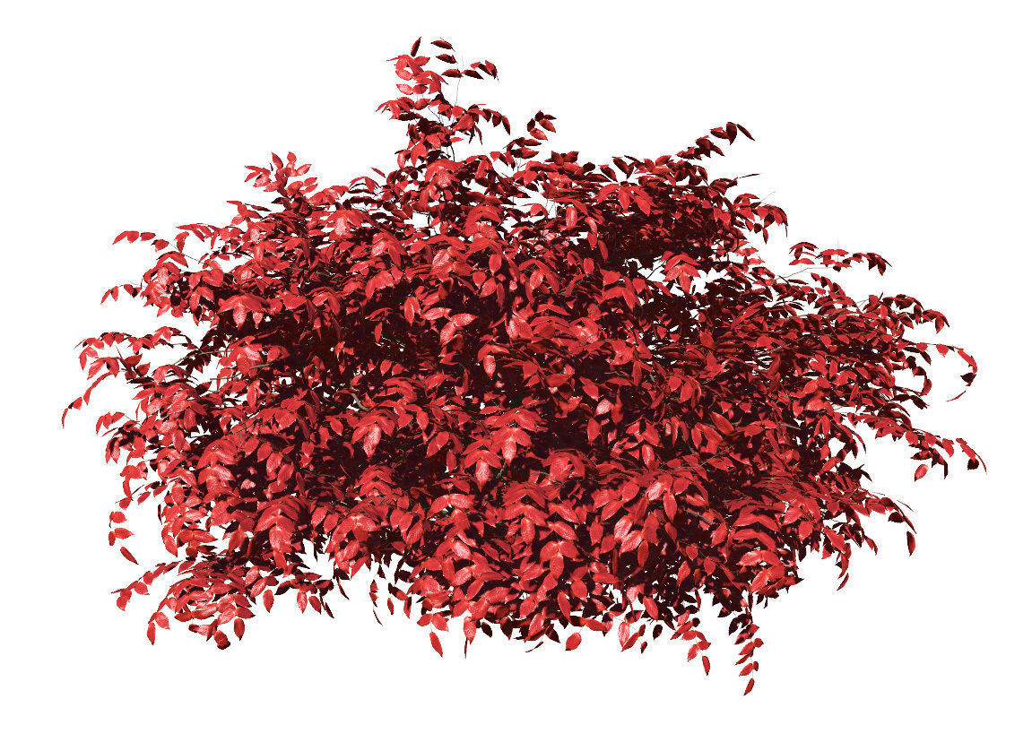 Summer and Burning Shrubbery Bush 3D Model 3D model_9