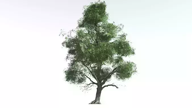 EVERYPlant Ribbonwood 1 --18 Models-- 3D model