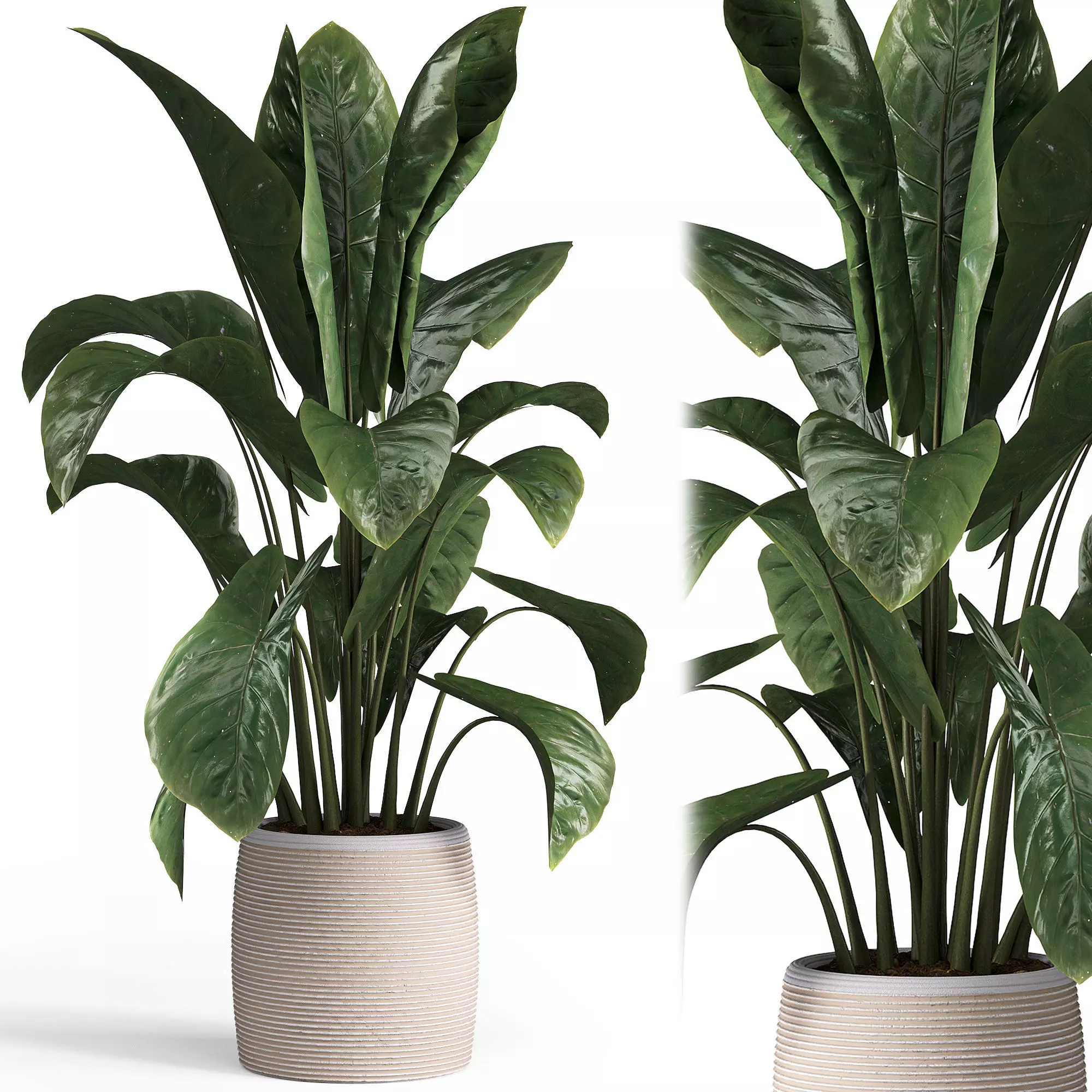 Indoor plant set 05 Low-poly 3D model_0