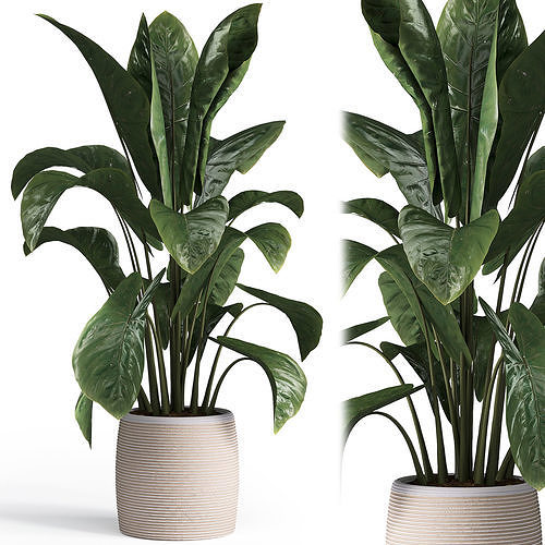 Indoor plant set 05 Low-poly 3D model