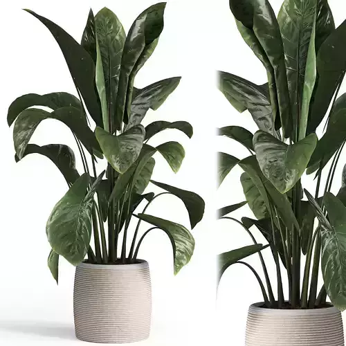 Indoor plant set 05
