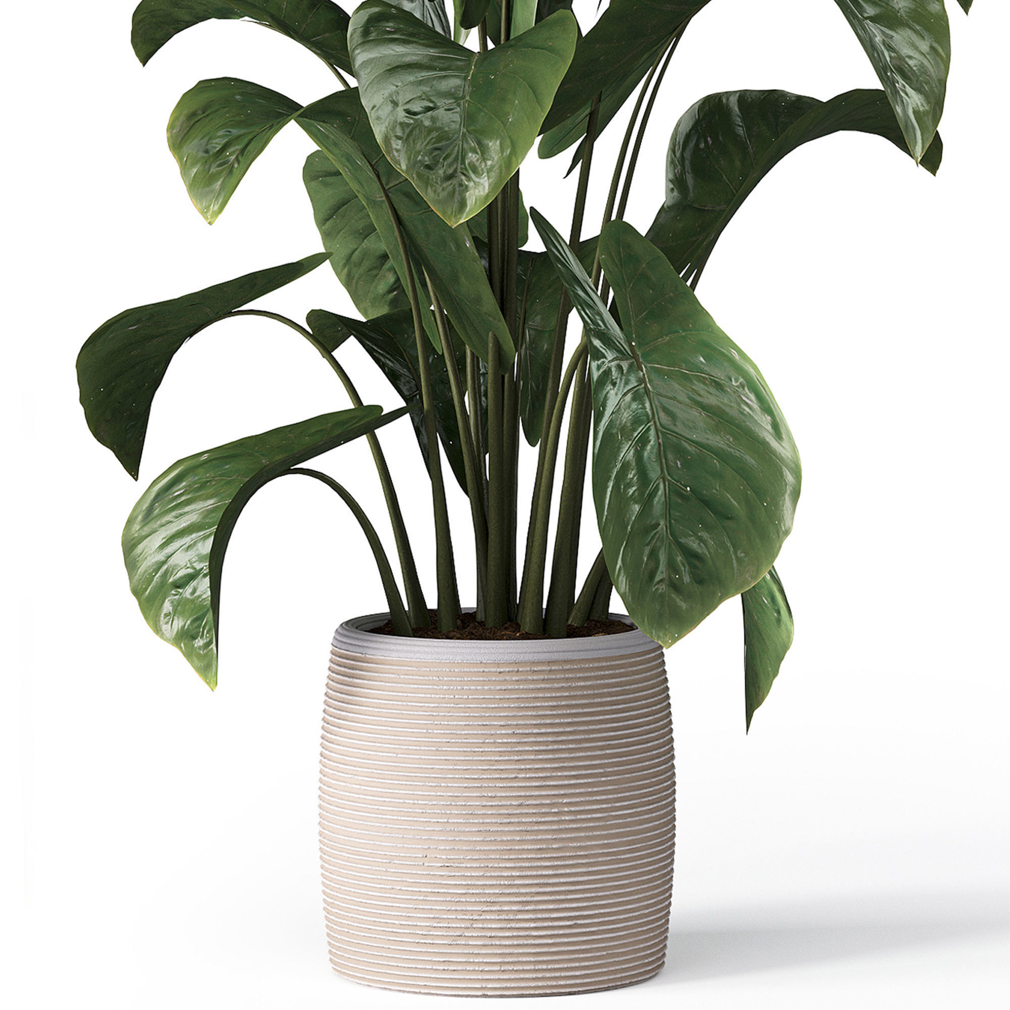 Indoor plant set 05 Low-poly 3D model_1