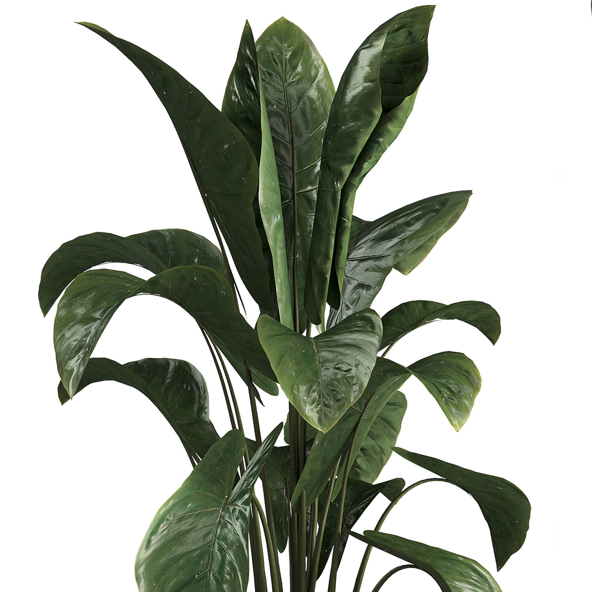 Indoor plant set 05 Low-poly 3D model_2