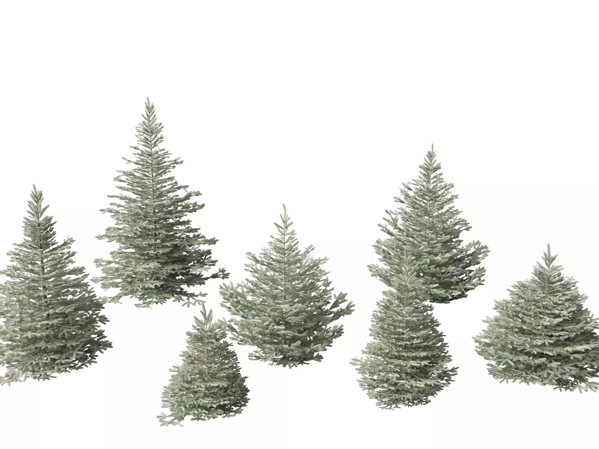 Picea pungens Baby Blue Eyes - Colorado spruce 3D model
